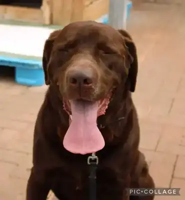 Neo – Labrador Retriever – Bild 5