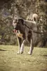 Ates - Kangal-Hirtenhund - Bild 5