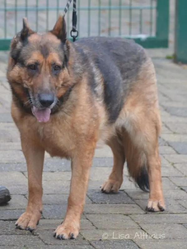 Zsazsa - Deutscher Schäferhund, Deutscher Schäferhund - Bild 3