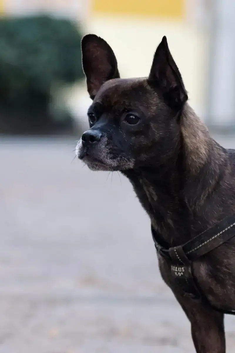 Mojo -  - Bild 4