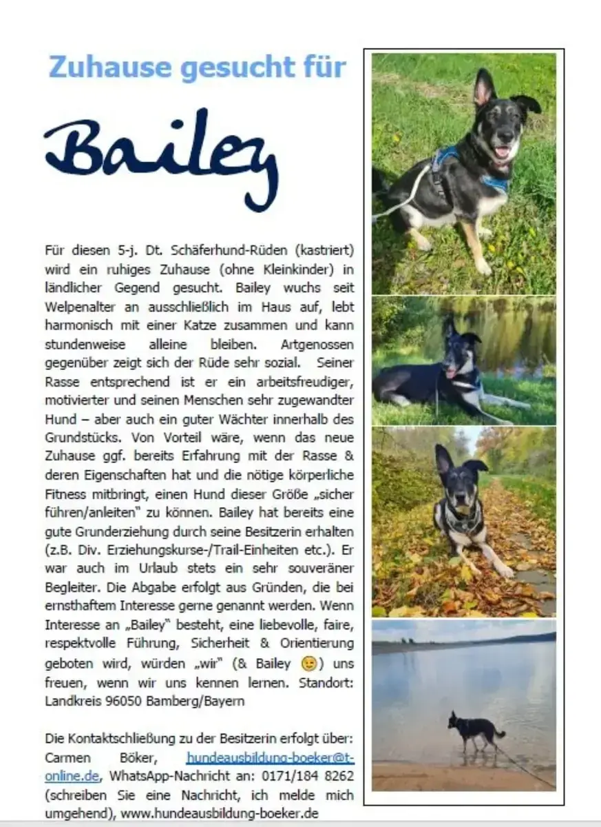 Bailey - Deutscher Schäferhund - Bild 3