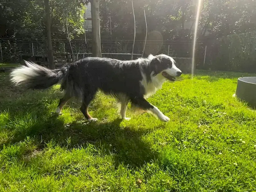 Mogli - Australian Shepherd - Bild 8