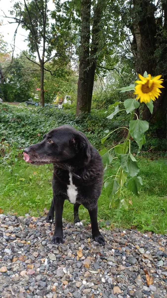 Balou -  - Bild 5