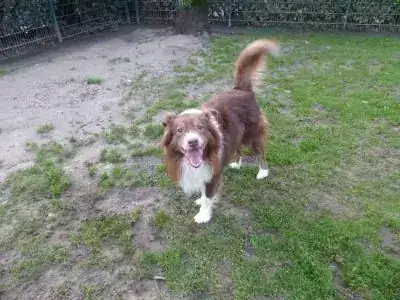 Rocko – Hund – Bild 9