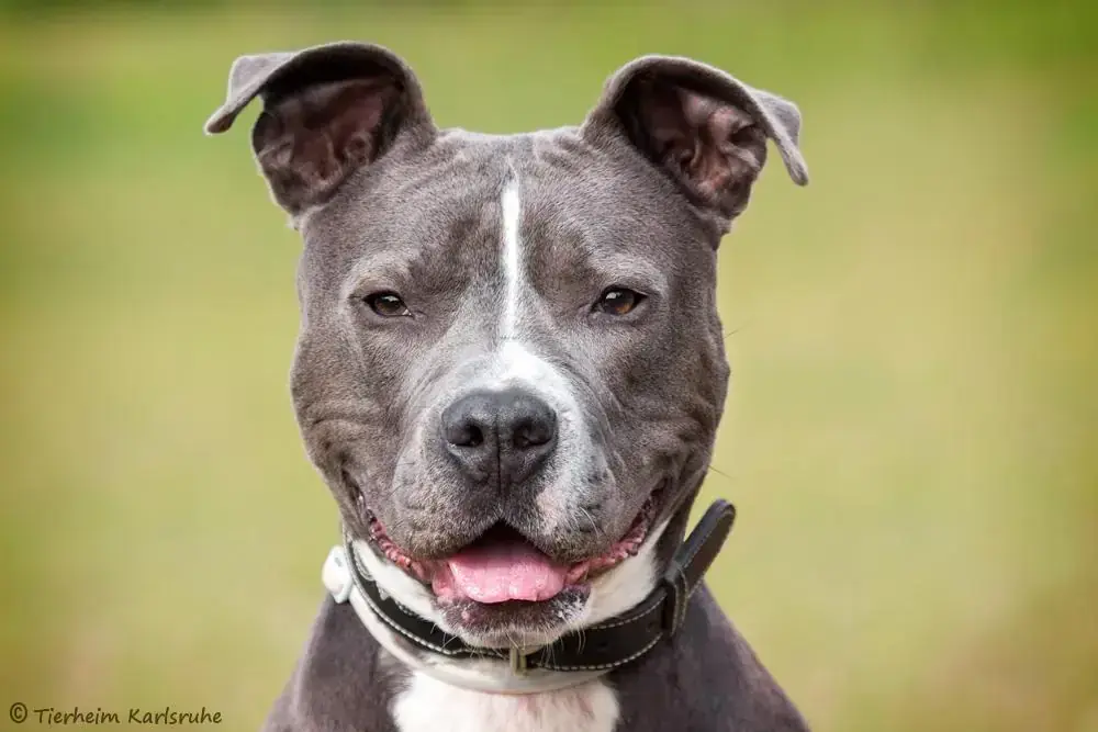 Tyson -  - Bild 1