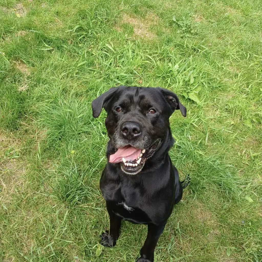 Tyson - Labrador Retriever - Bild 1