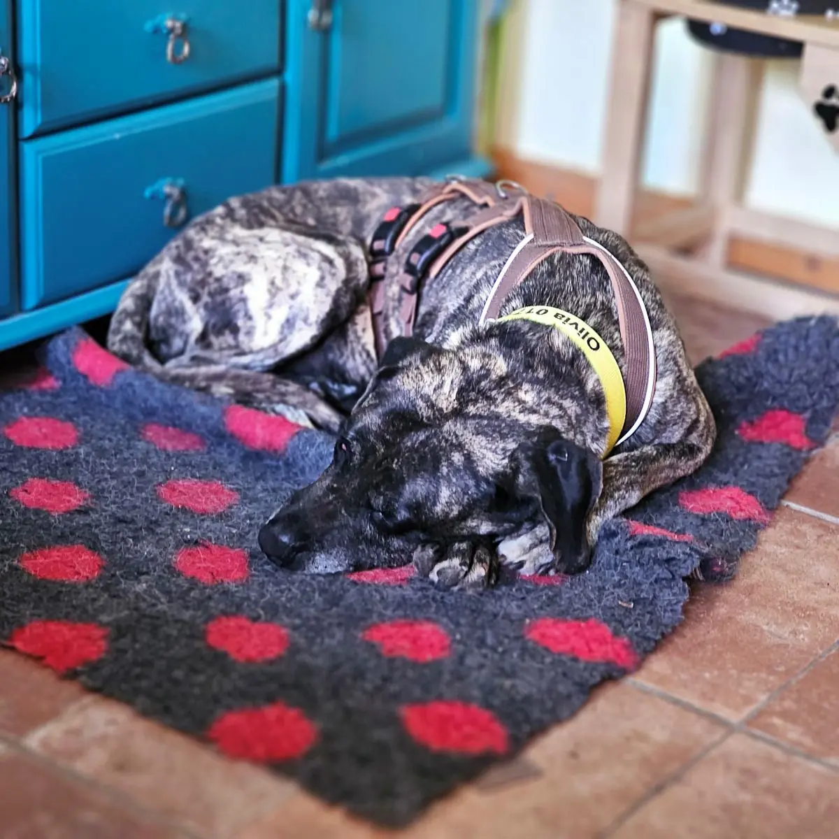 Olivia - Dogo Canario - Bild 2