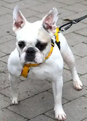 Elsa – Französische Bulldogge – Bild 7