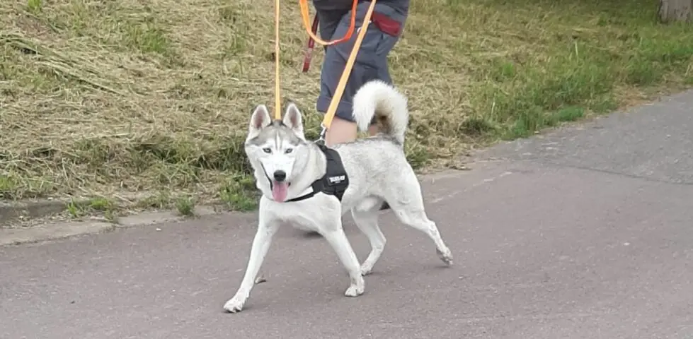 Ice - Siberian Husky - Bild 6