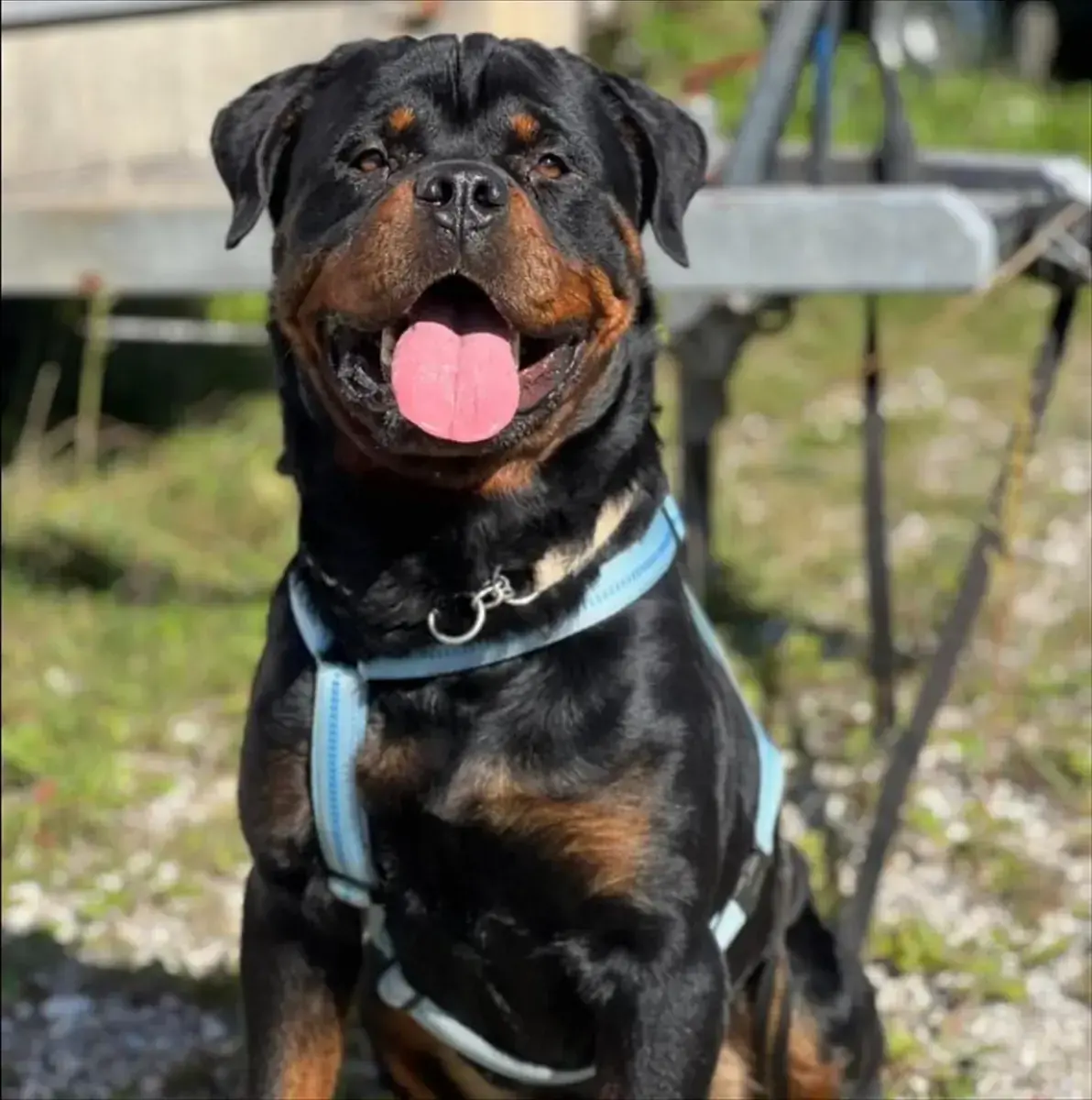 CHICCO - Rottweiler - Bild 4