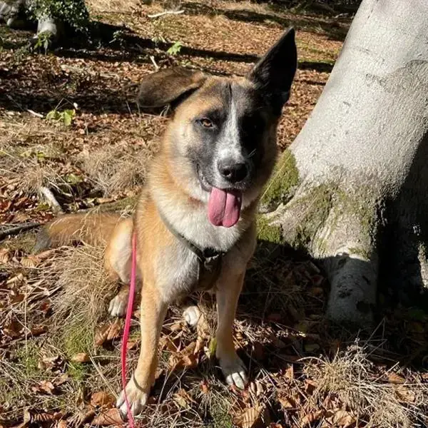 Nuka -  - Bild 4
