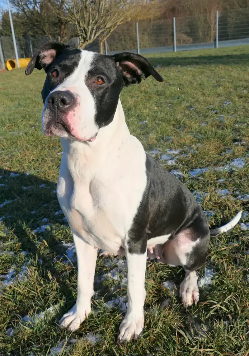 Esmé - American Staffordshire Terrier - Bild 3