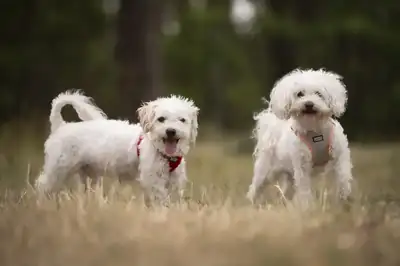 Marie und Batzi – Bichon Frisé – Bild 2