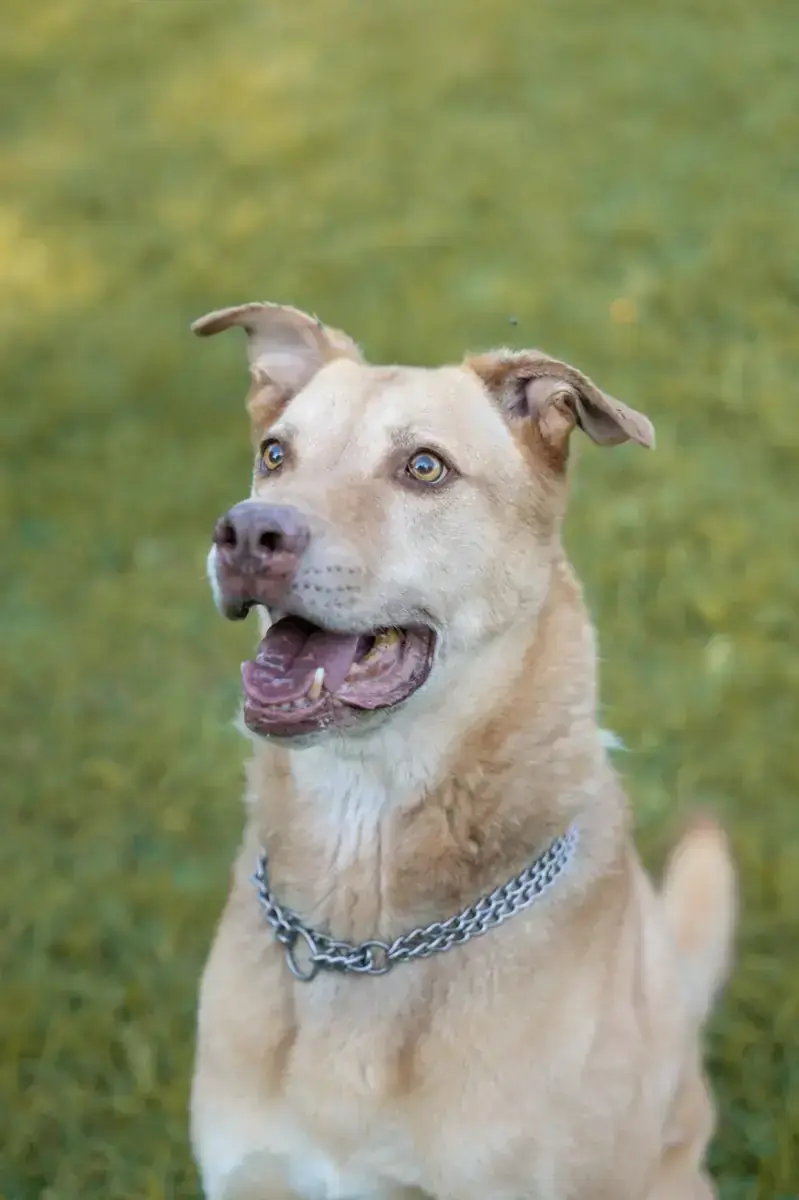 Lio - Deutscher Schäferhund - Bild 1