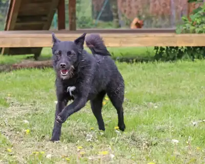 Gerda – Hund – Bild 2