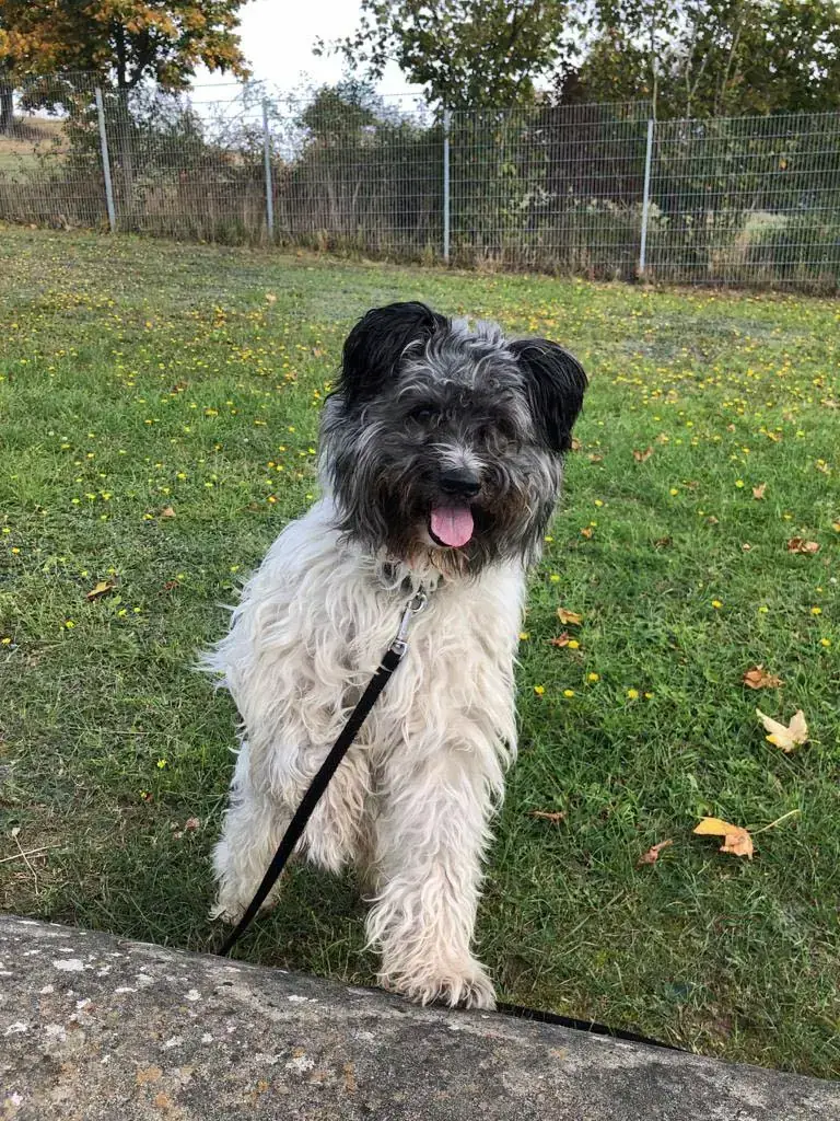 Paco -  - Bild 7