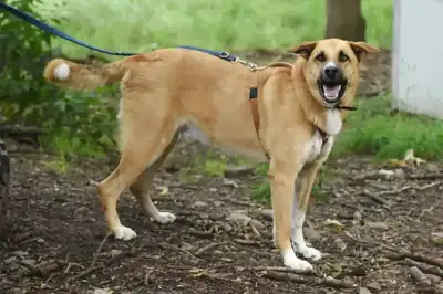 Lando – Hund – Bild 5
