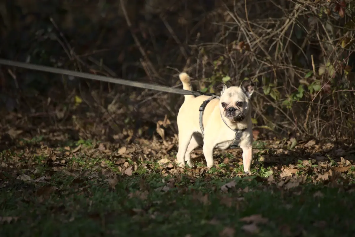 Bobby - Mops - Bild 2