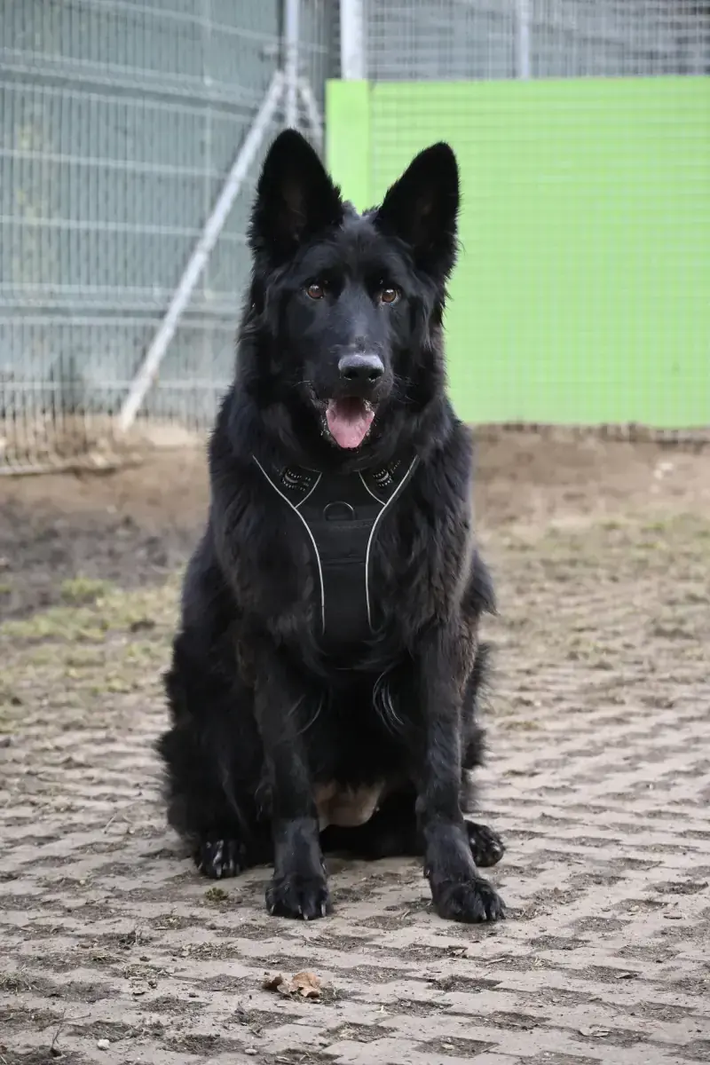 Wolly - Deutscher Schäferhund - Bild 4