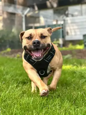 Stella – American Staffordshire Terrier – Bild 4