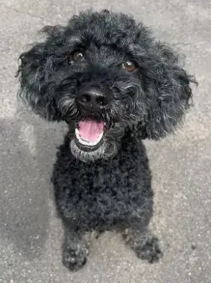Blacky – Pudel – Bild 2