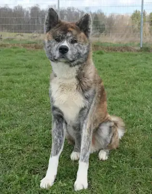 Ayuba – Akita – Bild 3
