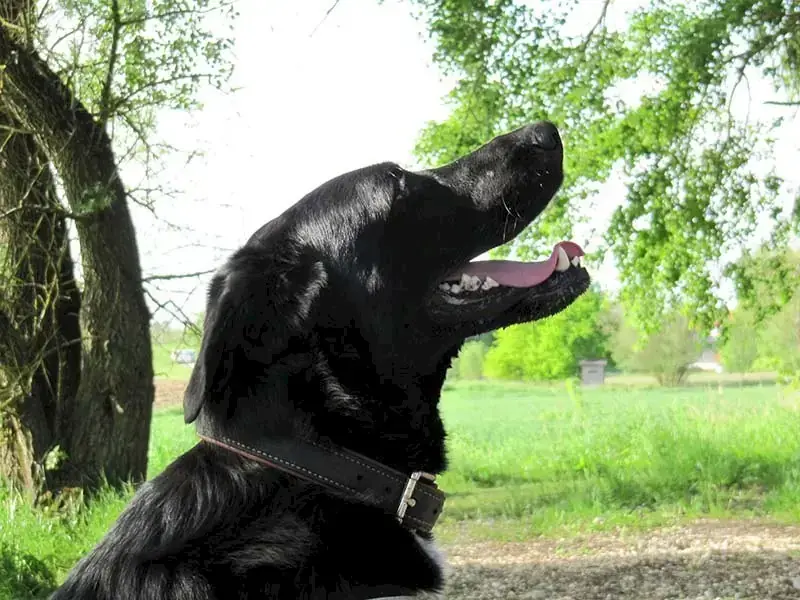 Dongo -  - Bild 3
