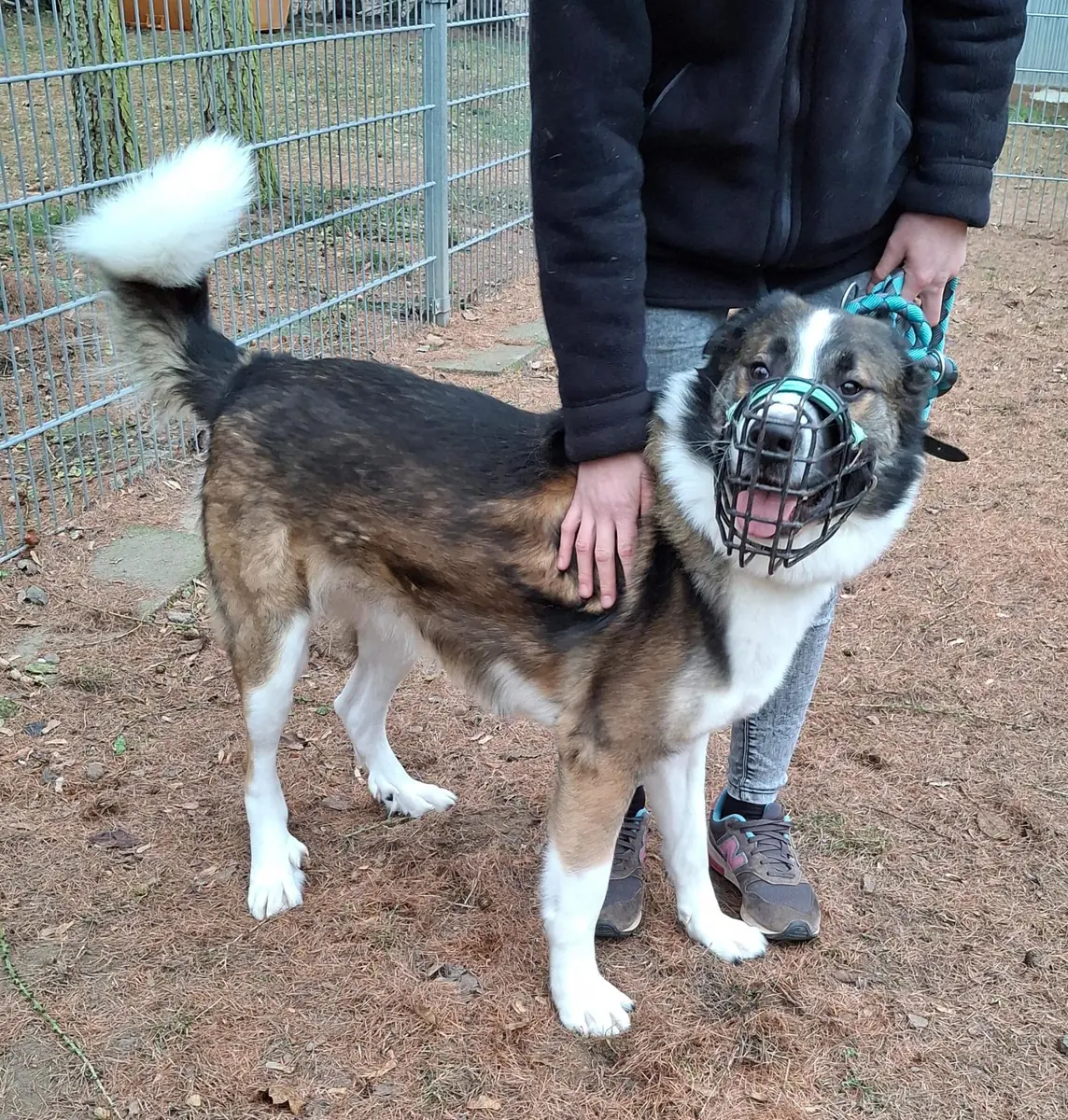 Lennart (Lenny) - Französischer Vorstehhund, Typus Pyrenäen - Bild 4