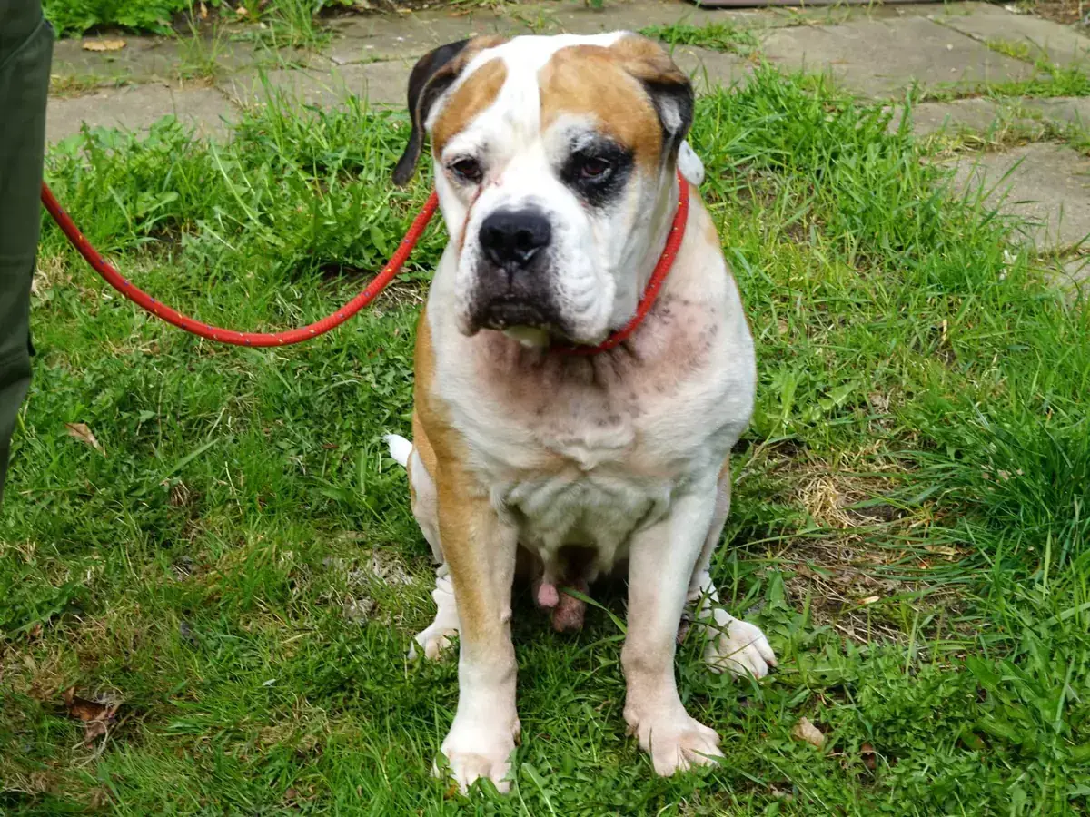 Bodo -  - Bild 2