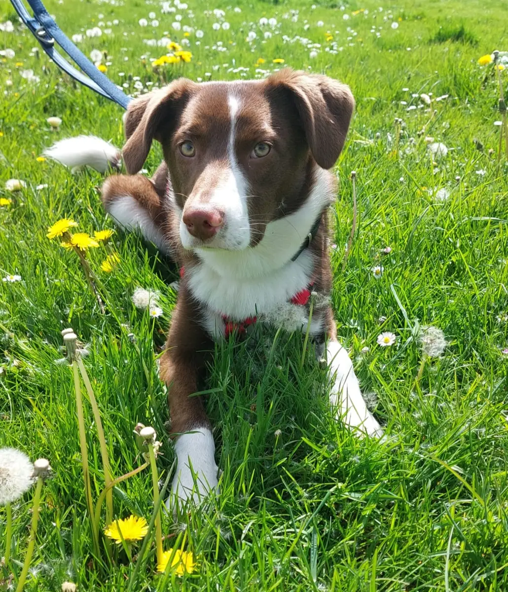 Lupo -  - Bild 3
