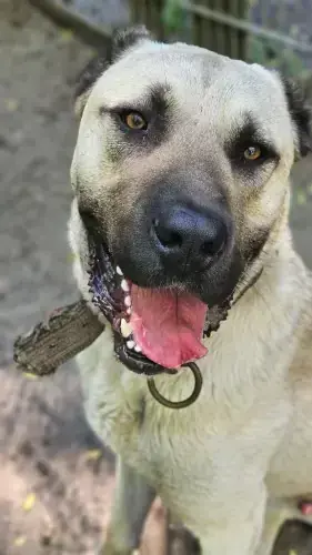 Kangal-Hirtenhund Bär