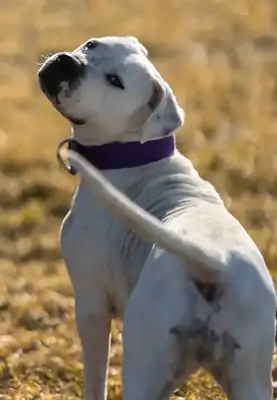 Senta – Dogo Argentino – Bild 3