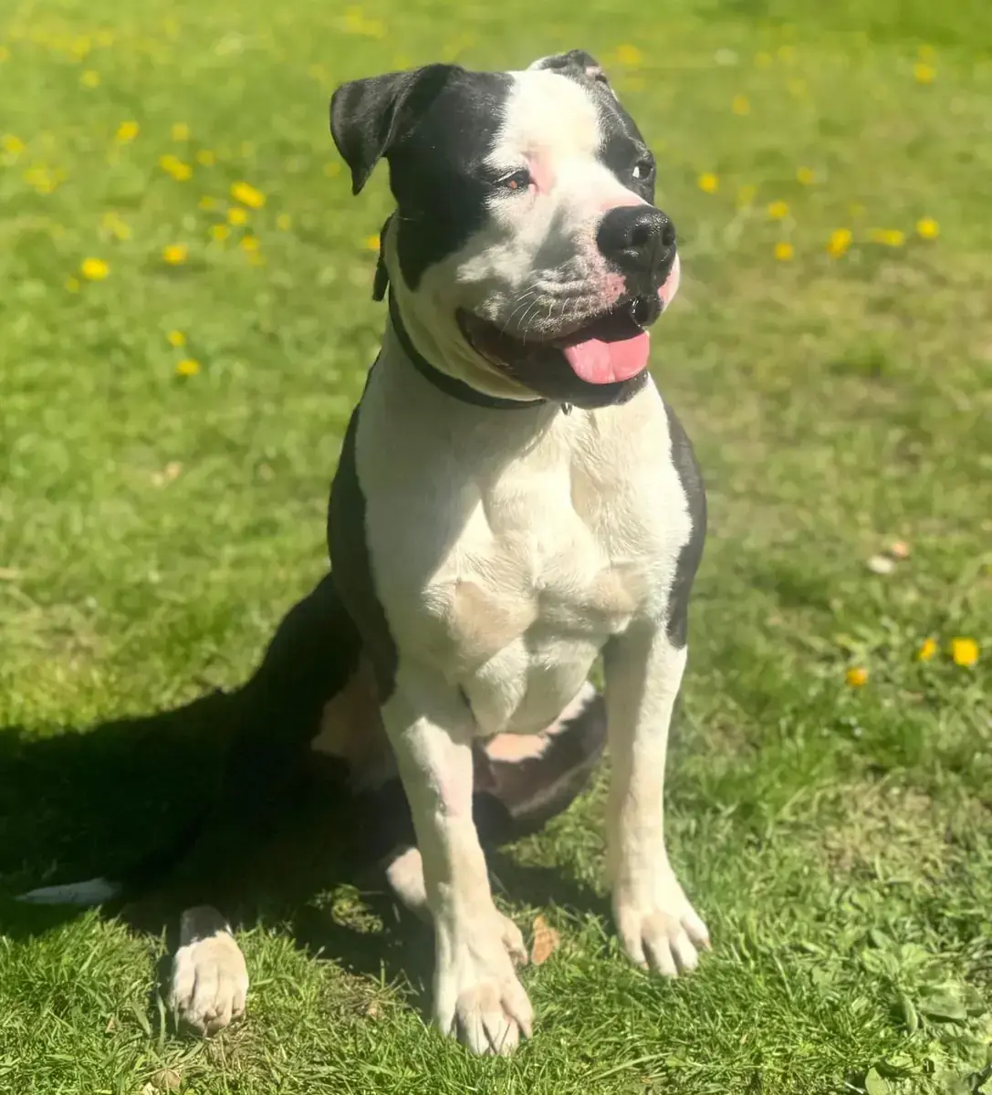 Bounty - American Staffordshire Terrier - Bild 3