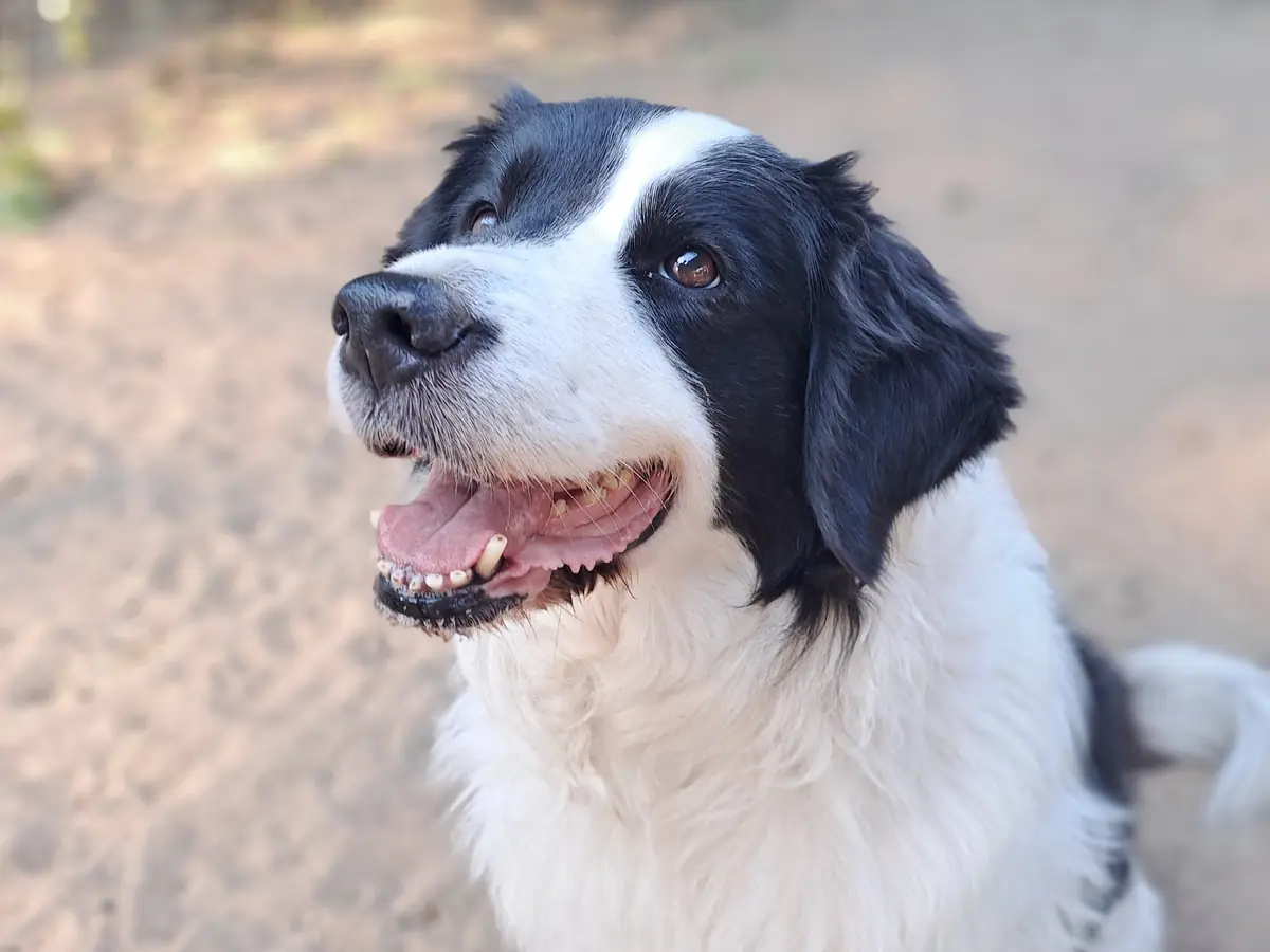 Lilly - Border Collie - Bild 2