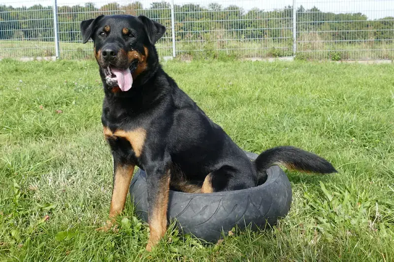 Jambo - Rottweiler - Bild 3