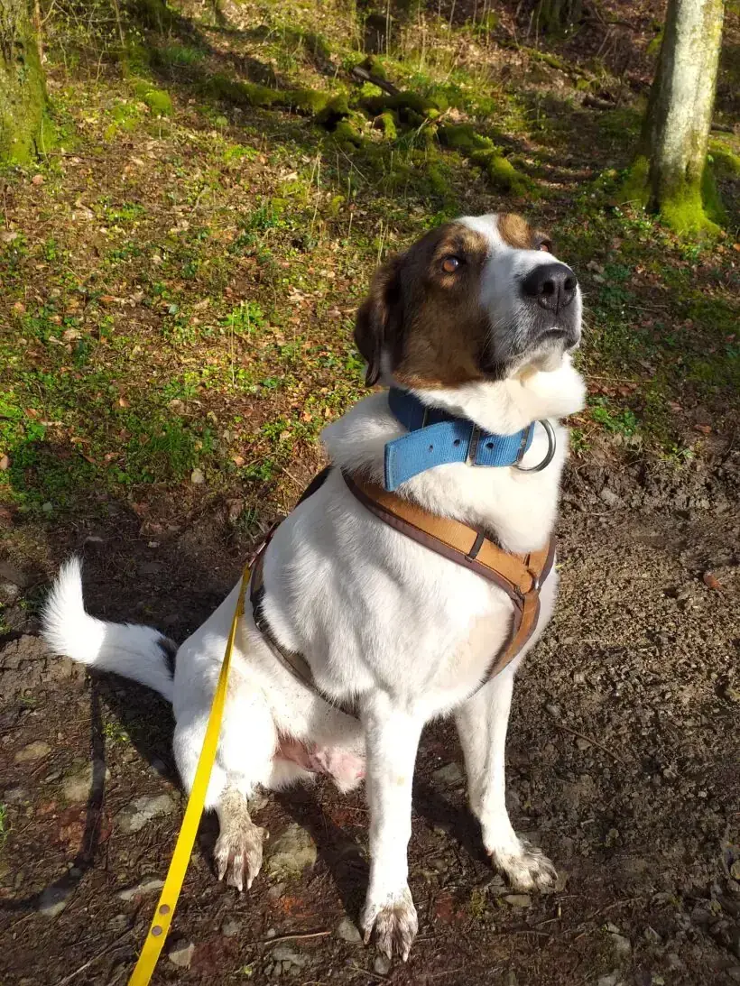 Jack -  - Bild 19