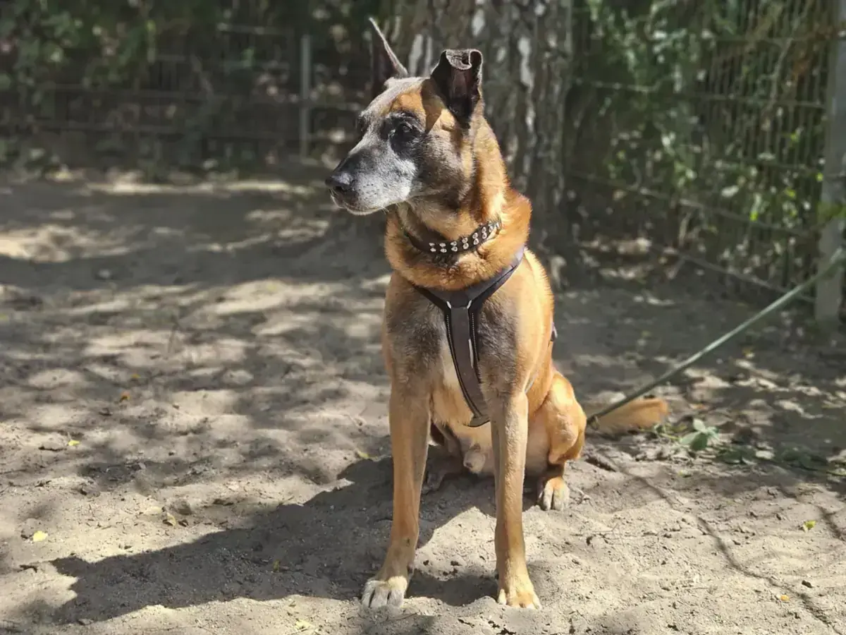 Jenkins – Belgischer Schäferhund – Bild 2