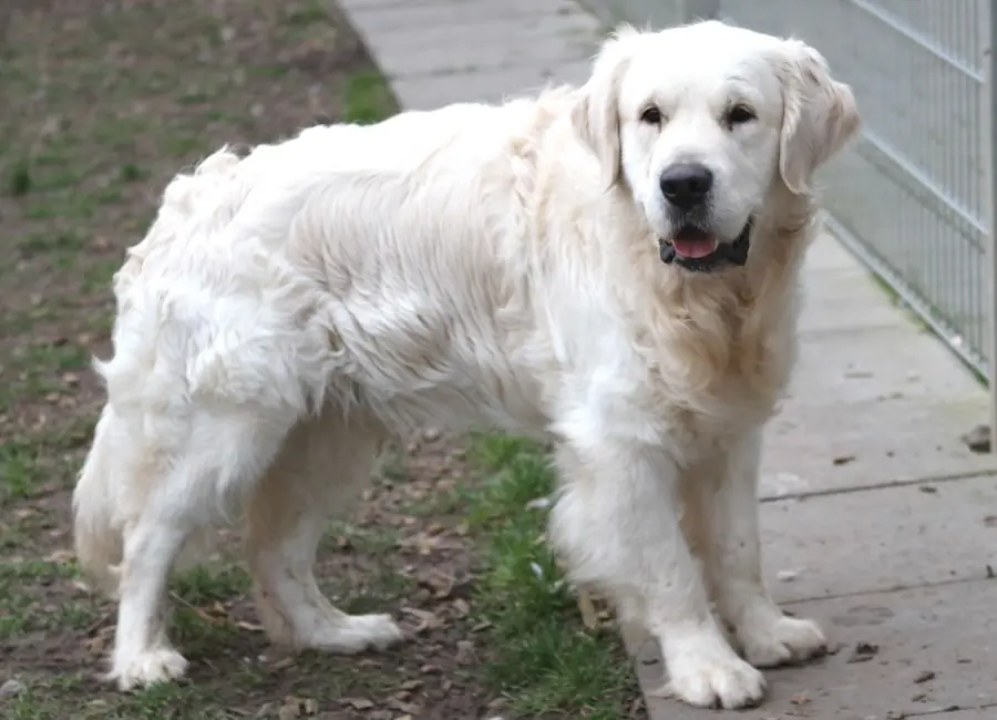 Bobby - Golden Retriever - Bild 3