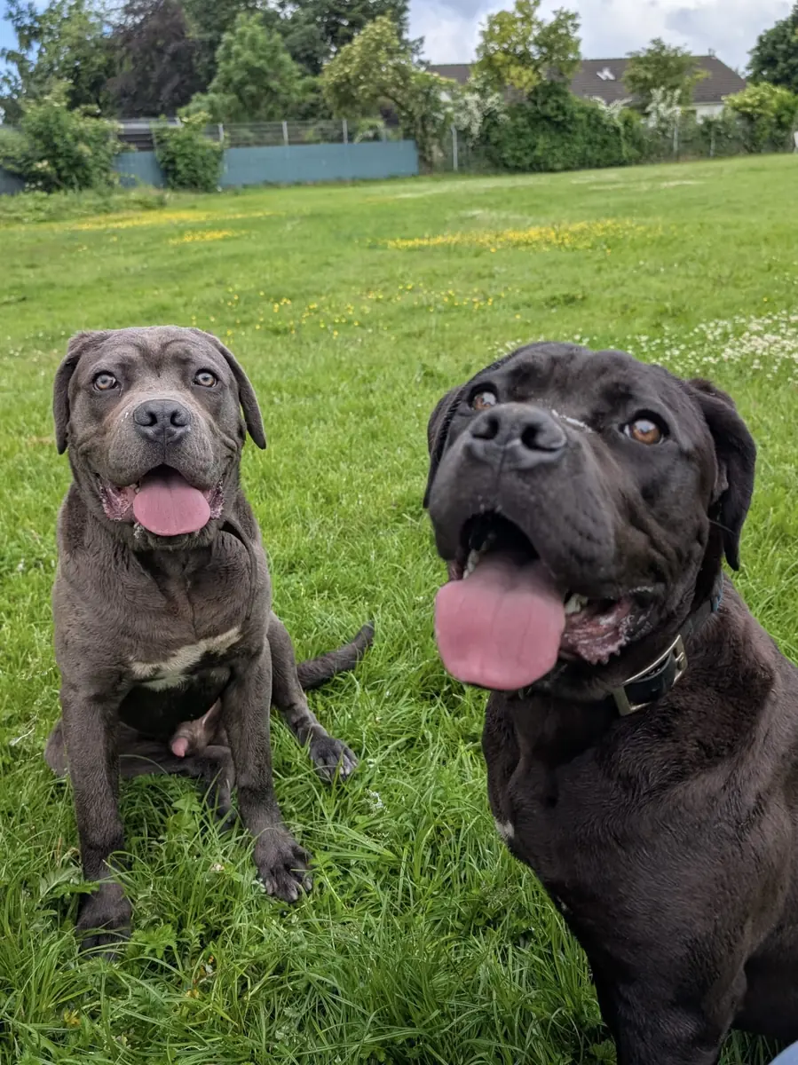 Ares - Cane Corso Italiano - Bild 2