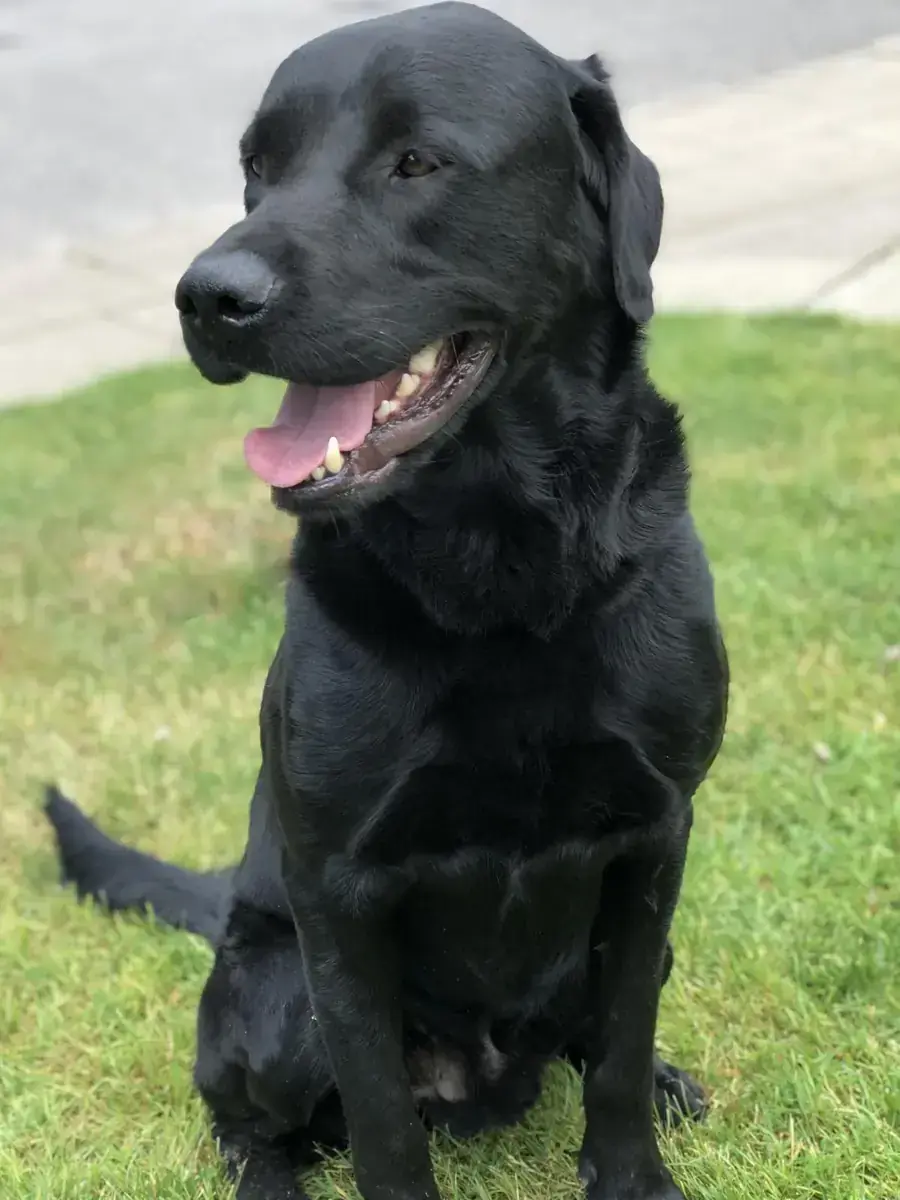 Brezel - Labrador Retriever - Bild 3