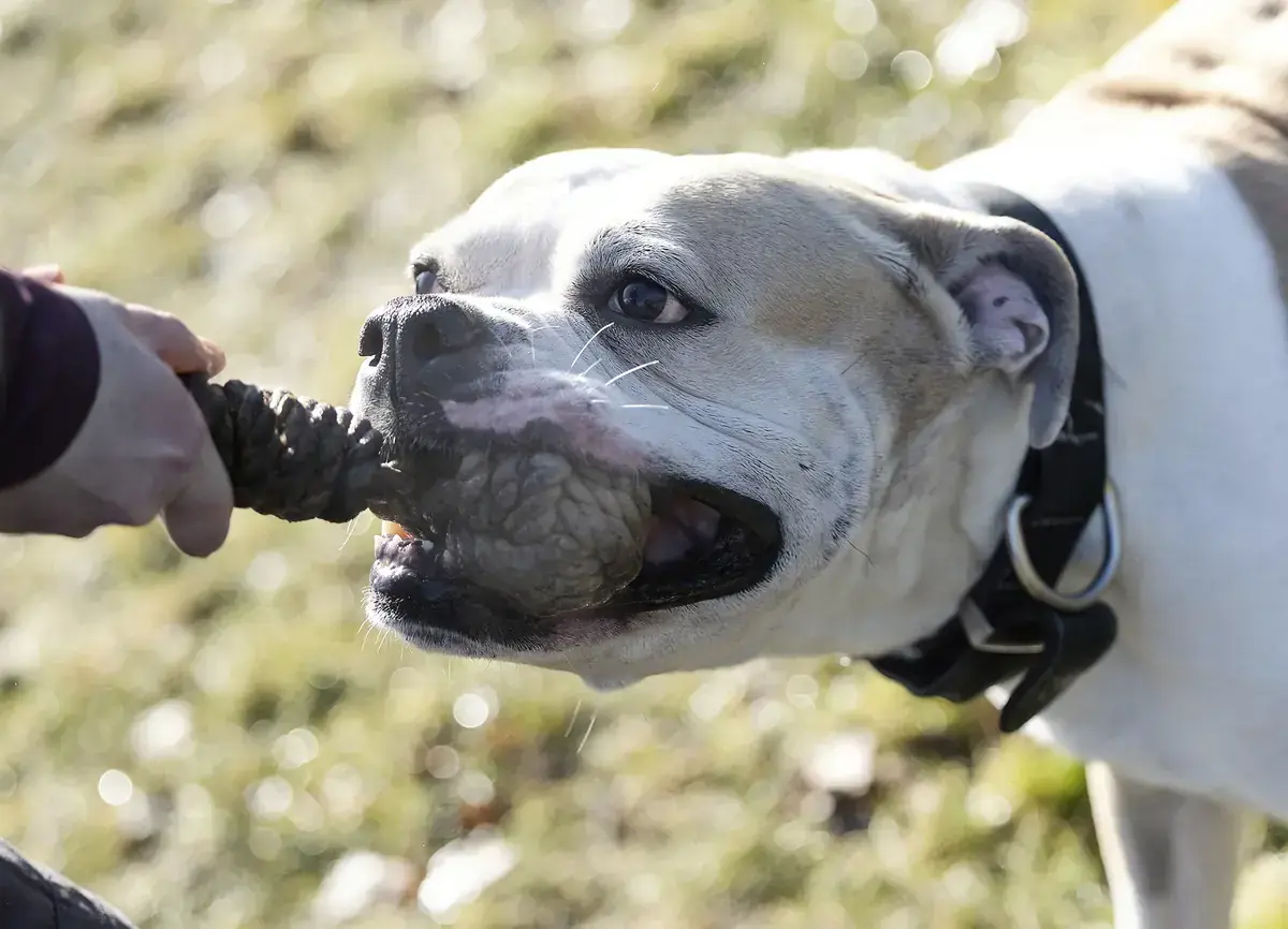 Chopper - Deutscher Boxer - Bild 3