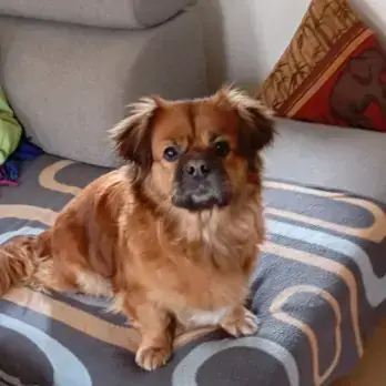 Lilli -  - Bild 1