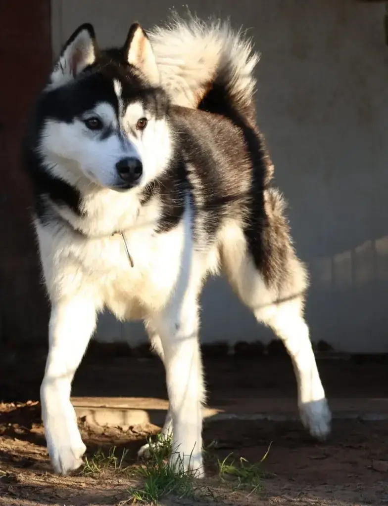 Balou - Siberian Husky - Bild 2