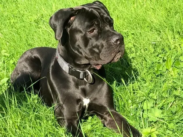 Buddy - Cane Corso Italiano - Bild 1