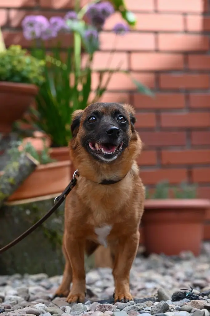 Carmelita - Dackel - Bild 6