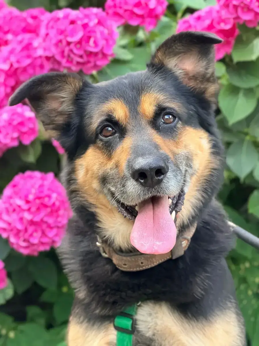 Deutscher Schäferhund-Mix Merlin
