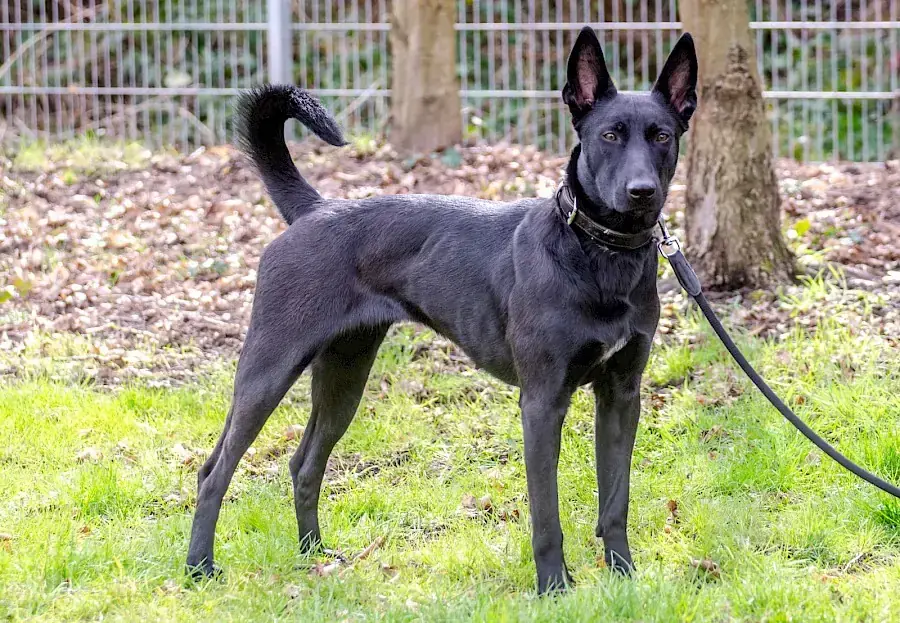 Greta - Deutscher Schäferhund - Bild 8