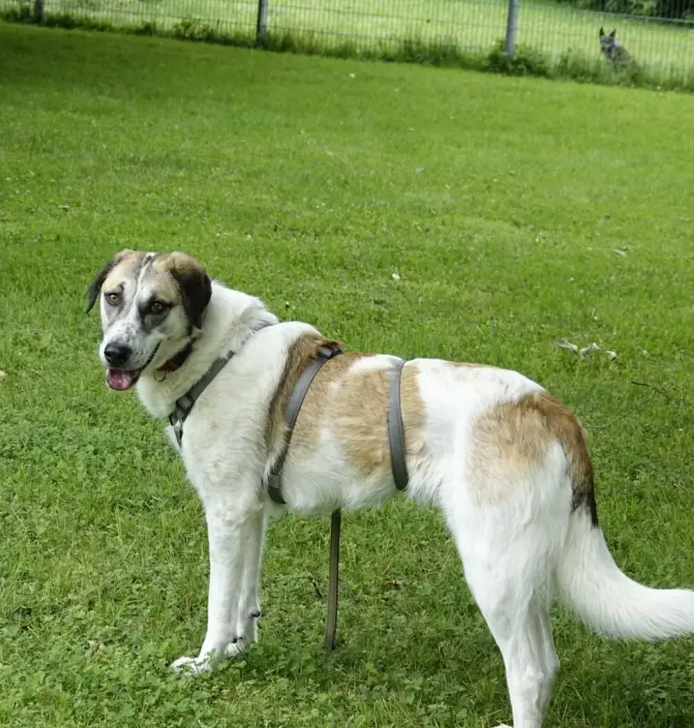 Mabel -  - Bild 1