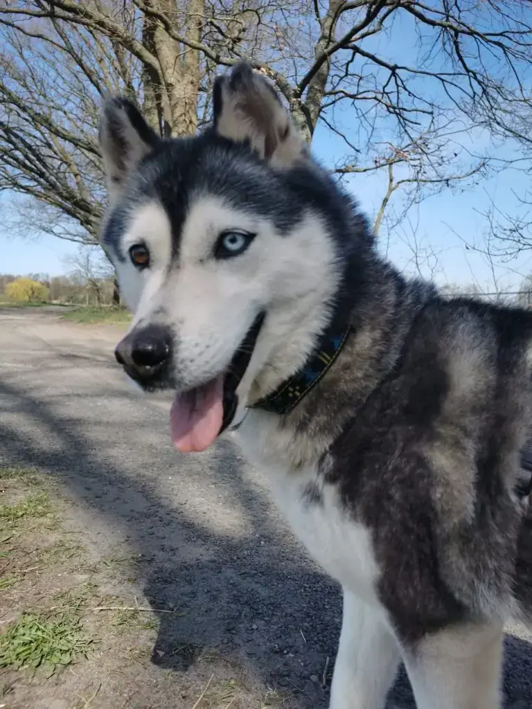 Maja - Siberian Husky - Bild 4