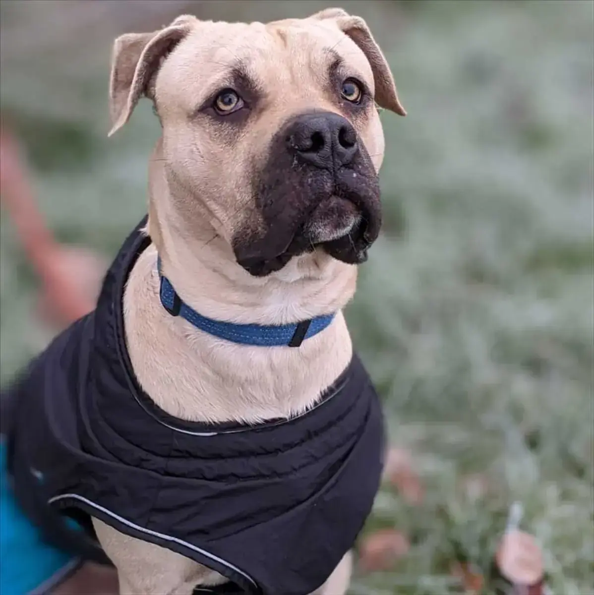 Dogo Canario-Mix Baki
